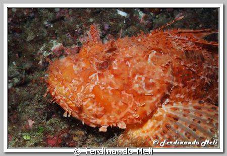 Scorpaena scrofa by Ferdinando Meli 