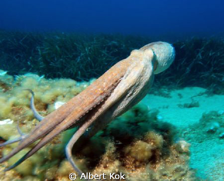 scaring the hell out of octopus...sorry... by Albert Kok 