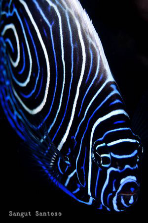 Out of the blue by Sangut Santoso 