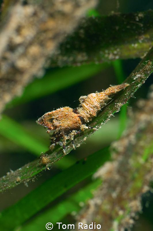Deep Blade Shrimp, Washington, U.S.A. by Tom Radio 