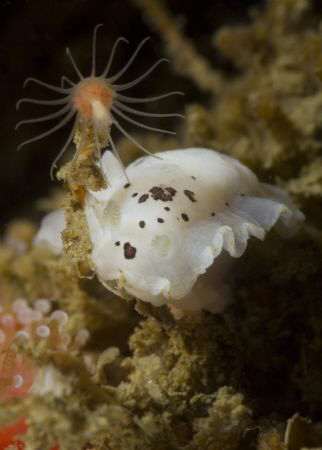 Dendrodoris behrensi and Pinauay marina by Craig Hoover 