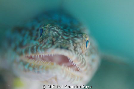 Lizard Fish by M Faizal Chandra Bayu 