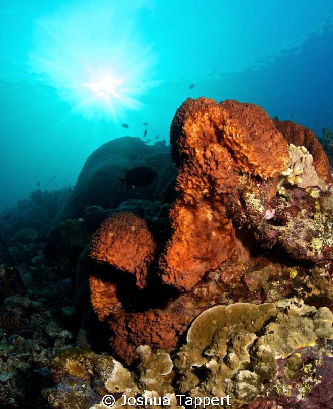 PNG Coral by Joshua Tappert 