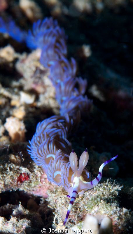 Purple Nudi by Joshua Tappert 