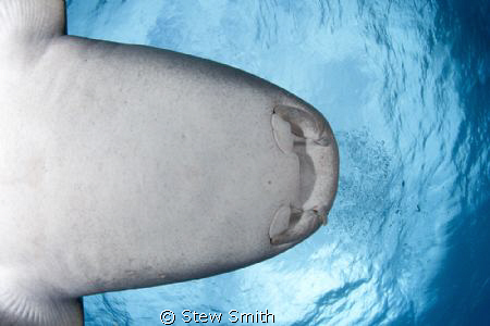 A friendly Nurse Shark passes over my head by Stew Smith 