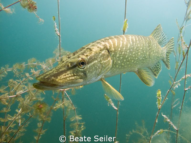 Northern pike by Beate Seiler 