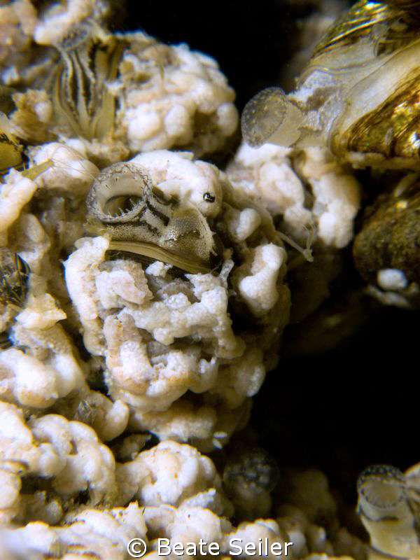 Freshwater sponge and mussels by Beate Seiler 