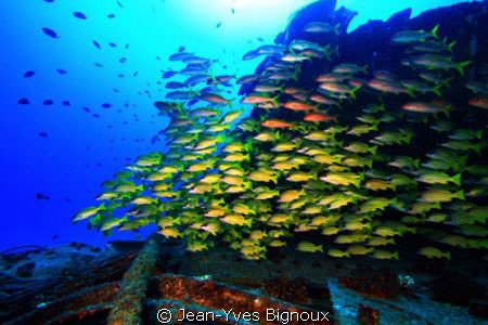 Top deck with Cardinal fish Mauritius shipwreck Canon EOS 7D by Jean-Yves Bignoux 