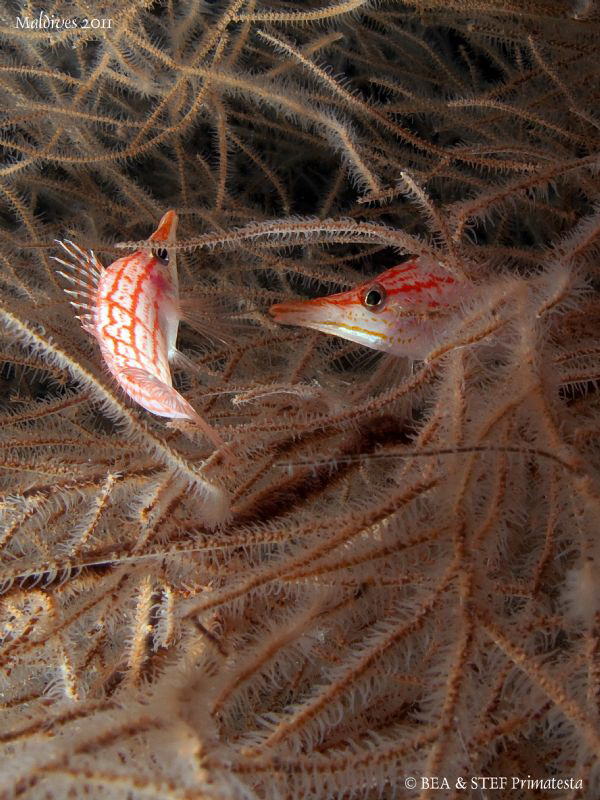 Longnose Hawkfish. by Bea & Stef Primatesta 
