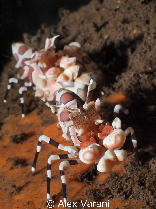 hymenocera elegans - couple by Alex Varani 