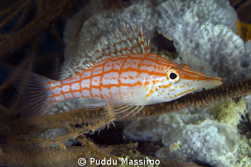 hawk fish,nikon d2x 60 mm macro by Puddu Massimo 