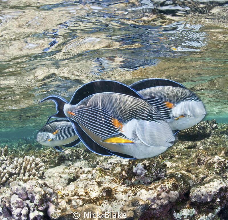 Surgeonfish over the reef, Red Sea. by Nick Blake 