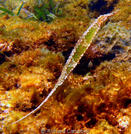 like seagrass--seahorse..Sealife DC 1000 by Richard Campbell 