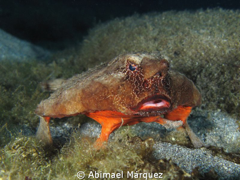 Batfish by Abimael Márquez 
