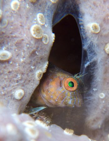 Shot with double stacked wet macro Inon lenses. by Juan Torres 