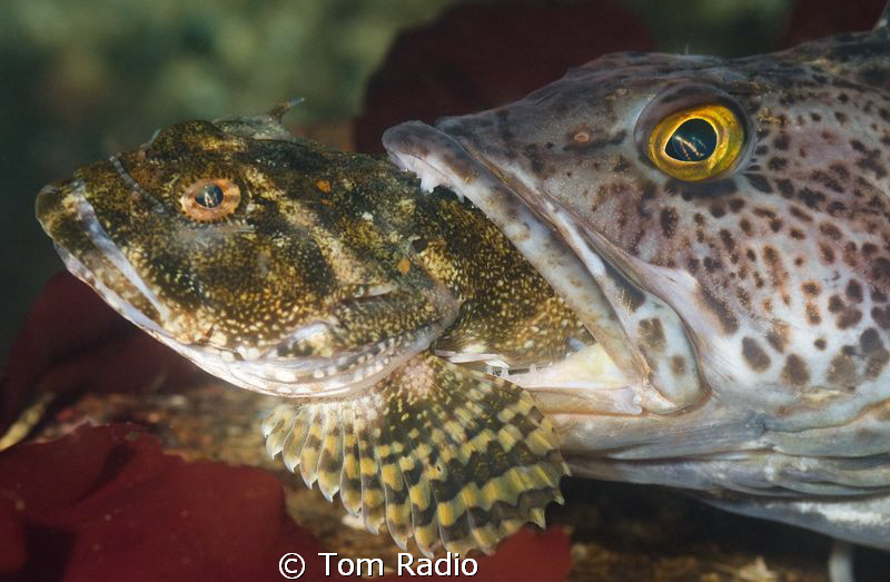 Hungry Lingcod
Puget Sound, Washington, U.S.A. by Tom Radio 