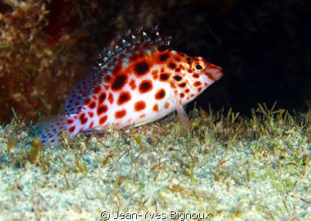 Mauritius Hawkfish  Mahebourg Mauritius Canon Eos 7D by Jean-Yves Bignoux 