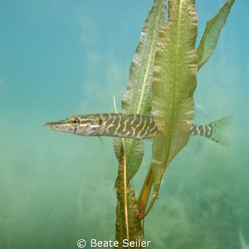 Little Pikefish by Beate Seiler 