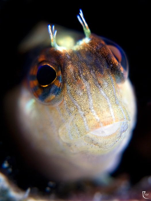 Blenny Closeup in "Bokeh" style by Rico Besserdich 