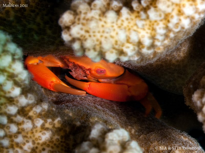 Crab (Trapezia cymodoce). by Bea & Stef Primatesta 