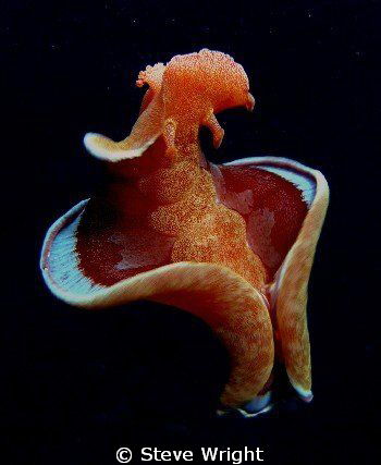 Spanish Dancer, Milne Bay PNG. Camera Olympus SP 550 UZ c... by Steve Wright 
