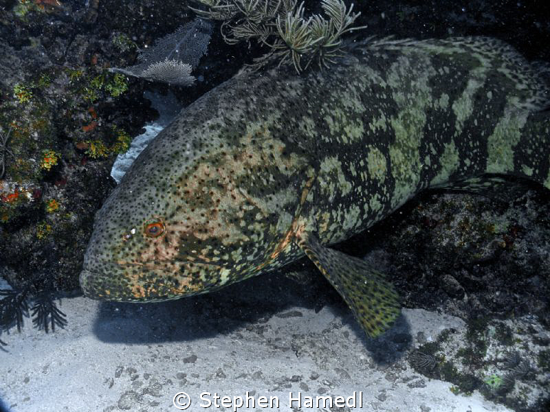 Grouper by Stephen Hamedl 