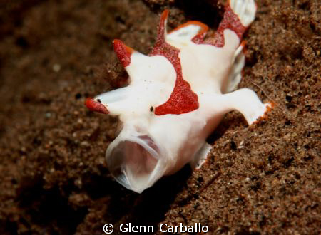 yawning frogfish! by Glenn Carballo 
