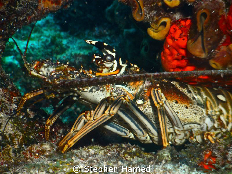 Lobster by Stephen Hamedl 