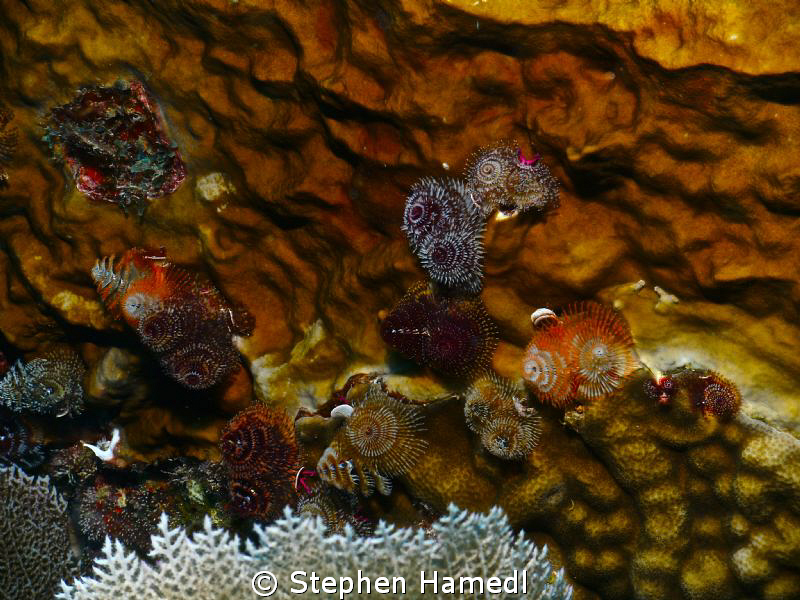 xmas tree worms by Stephen Hamedl 