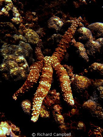 lazy-star..sealife dc 1000 by Richard Campbell 
