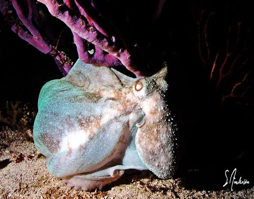 This image of an octopus was taken during a dive off Vill... by Steven Anderson 