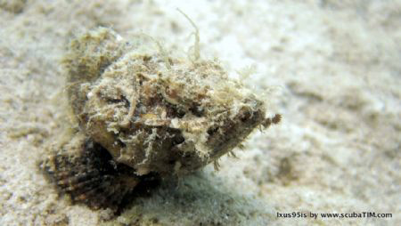 Scorpion!!!

Standard Canon Ixus95is with standard hous... by Tim Ho 