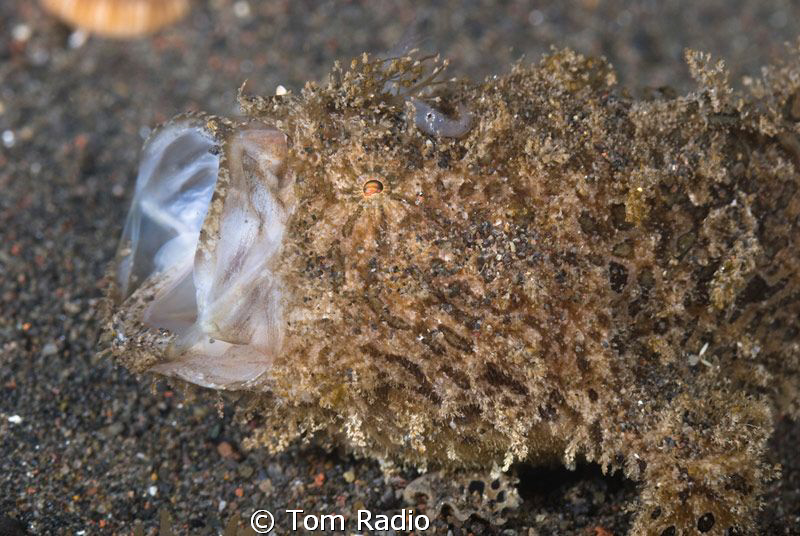 Hairy Frogfish
Bali, Indonesia by Tom Radio 