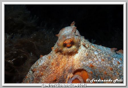 Octopus vulgaris by Ferdinando Meli 