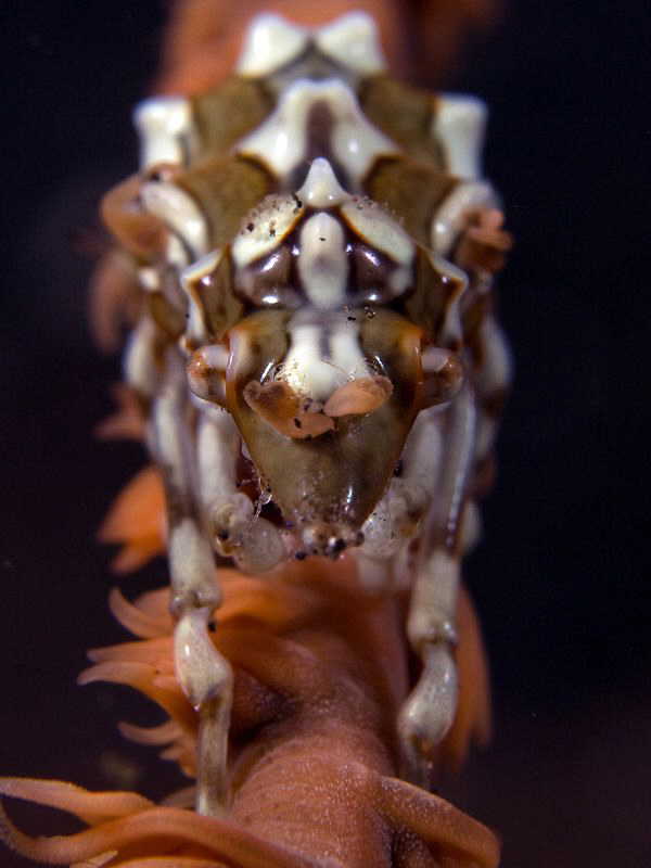 Xeno Crab, Tulamben by Doug Anderson 