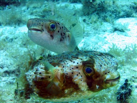 Smile 
Puffers, Cozumel, Houses S-50 with twin Epoque 15... by Steven Whitehead 