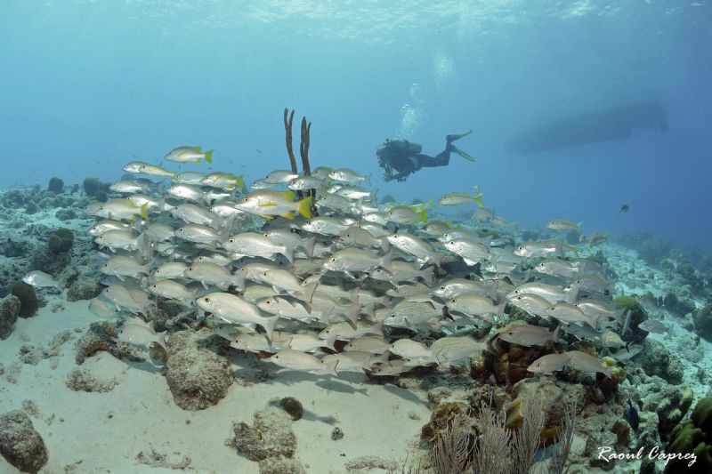 Nice dive under the boat (Bonaire) by Raoul Caprez 