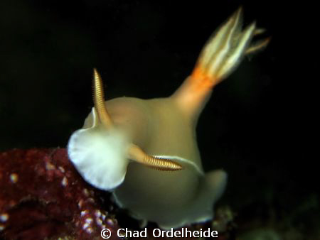 Hypselodoris Bullockii from Anilao! by Chad Ordelheide 