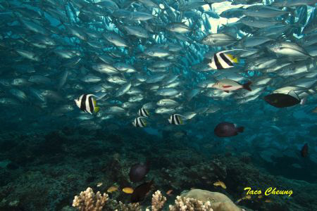 Jack Fish @ Sipadan by Taco Cheung 
