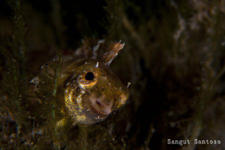 peeping Tom by Sangut Santoso 