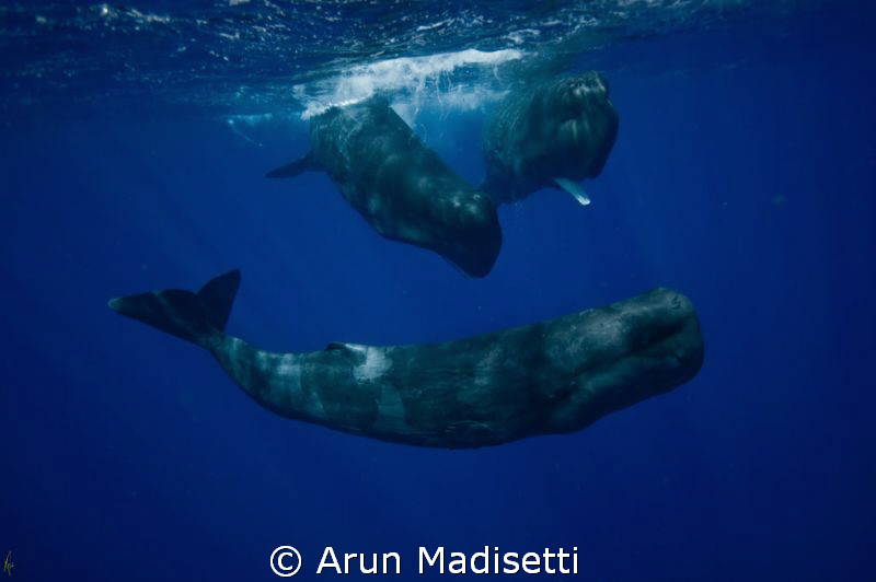 three amigos, adolescents at play. by Arun Madisetti 