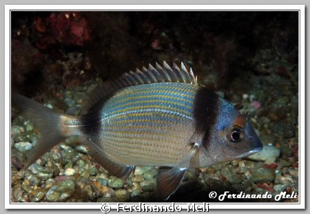 Diplodus vulgaris by Ferdinando Meli 