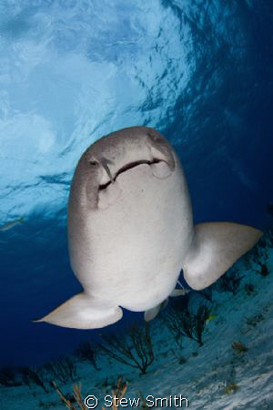 Nurse Shark looking for food by Stew Smith 