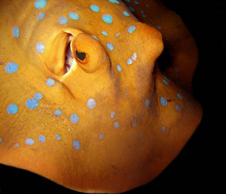 Face to face with the stingray!!
Canon IXUS 800 IS compa... by Seda Karadeniz 