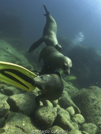 Divers, come play with us !!!!!!!!! by Marco Caraceni 