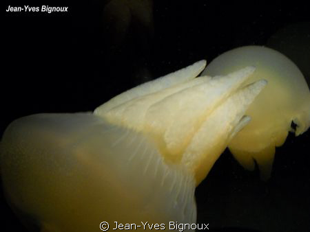 Jelly Fish Victoria Australia by Jean-Yves Bignoux 