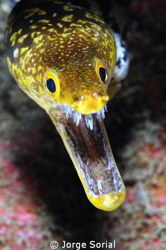 Fangtooth moray eel by Jorge Sorial 