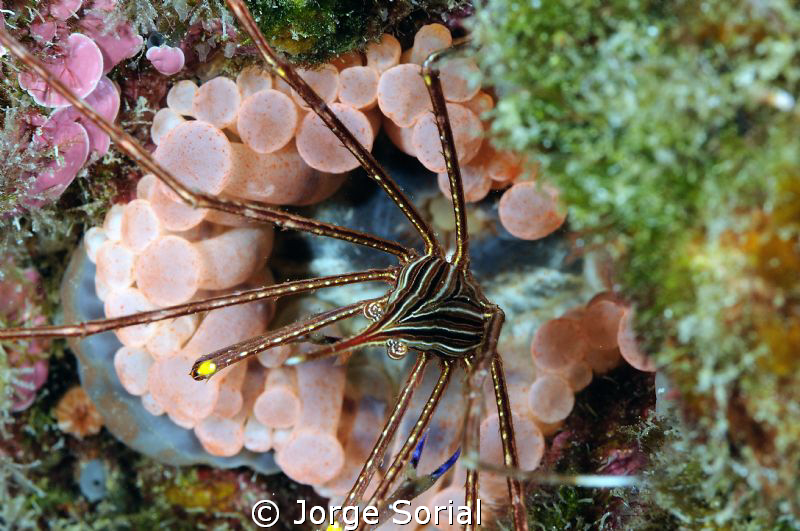 Yellowline arrow crab (Stenorhynchus) guarding a pink ane... by Jorge Sorial 