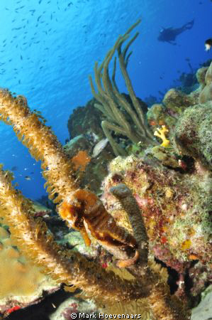 Seahorse and Diver. Carl's Hill, Bonaire. Nikon D90 w/ To... by Mark Hoevenaars 