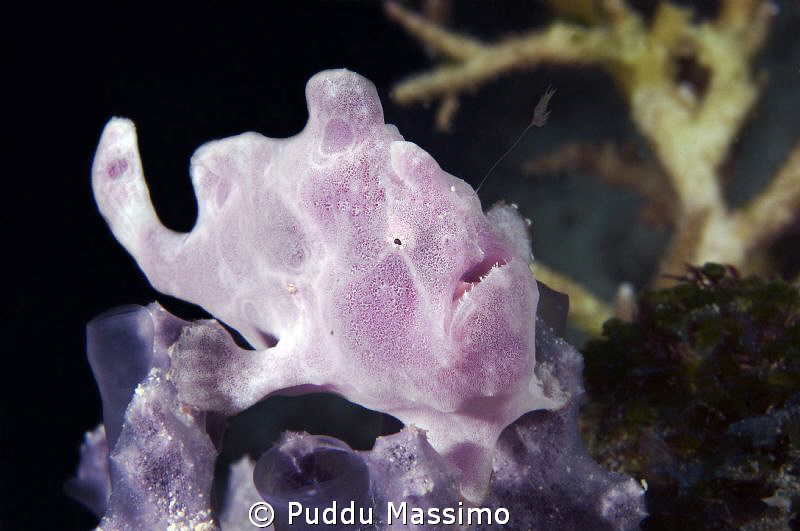 nikon d2x 60mm macro by Puddu Massimo 